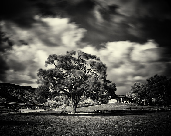 Ghost Ranch Tree